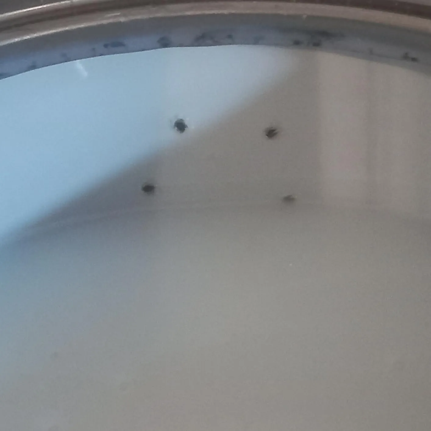 Wilckens 2in1 Parkettlack 750 ml farblos seidenmatt Versiegelung
